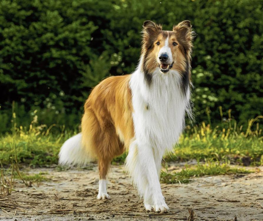 lassie netflix 2020