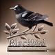 BlackBird